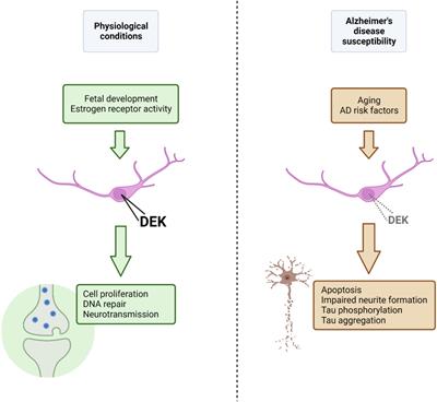 Frontiers | Novel Molecular Mechanisms In Alzheimer’s Disease: The ...